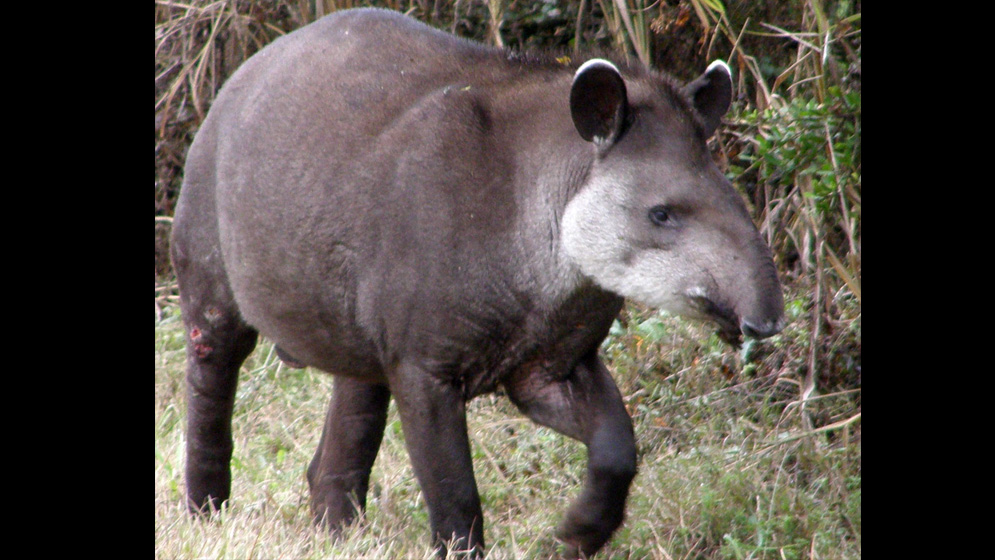 tapir-tapirus-terrestris